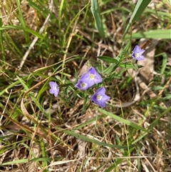 Veronica gracilis at Bungonia, NSW - 17 Nov 2024