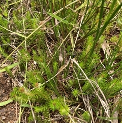 Myriophyllum sp. (Water-milfoil) at Bungonia, NSW - 17 Nov 2024 by Jenny54