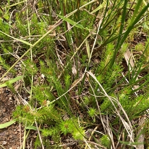 Myriophyllum sp. at Bungonia, NSW - 17 Nov 2024