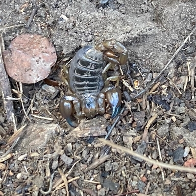 Urodacus manicatus (Black Rock Scorpion) at Curtin, ACT - 24 Oct 2024 by iancurtin