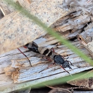 Therevidae (family) at Bungendore, NSW - suppressed