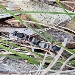 Therevidae (family) at Bungendore, NSW - suppressed