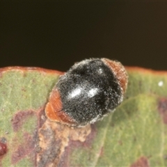 Cryptolaemus montrouzieri (Mealybug ladybird) at Bungonia, NSW - 16 Nov 2024 by AlisonMilton