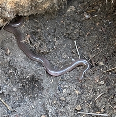 Anilios nigrescens (Blackish Blind Snake) at Curtin, ACT - 24 Oct 2024 by iancurtin