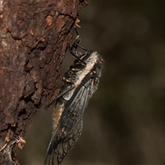 Psaltoda moerens (Redeye cicada) at Bungonia, NSW - 16 Nov 2024 by AlisonMilton