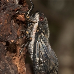 Psaltoda moerens at Bungonia, NSW - 17 Nov 2024