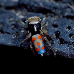 Maratus pavonis at Florey, ACT - suppressed