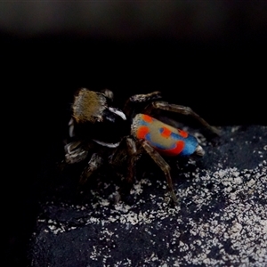 Maratus pavonis at Florey, ACT - suppressed