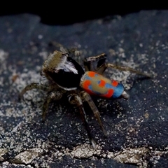 Maratus pavonis at Florey, ACT - 14 Nov 2024