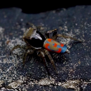 Maratus pavonis at Florey, ACT - suppressed