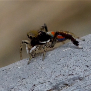 Maratus pavonis at Florey, ACT - 14 Nov 2024