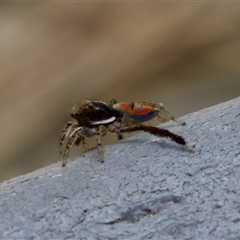 Maratus pavonis at Florey, ACT - suppressed