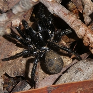 Hadronyche sp. (genus) at Charleys Forest, NSW - suppressed