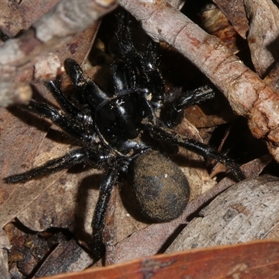 Hadronyche sp. (genus) (A funnel web) at Charleys Forest, NSW - 13 Nov 2024 by arjay