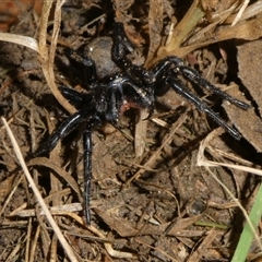 Hadronyche sp. (genus) at Charleys Forest, NSW - suppressed