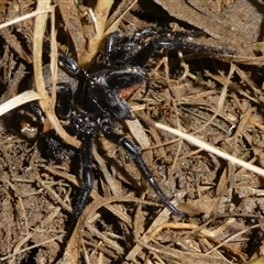 Hadronyche sp. (genus) at Charleys Forest, NSW - suppressed