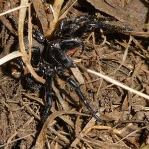 Hadronyche sp. (genus) at Charleys Forest, NSW - suppressed