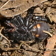 Hadronyche sp. (genus) at Charleys Forest, NSW - suppressed