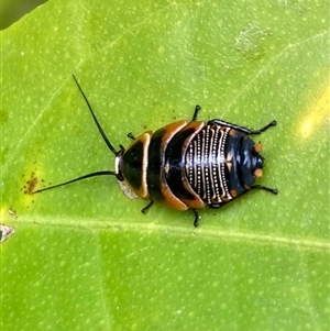 Ellipsidion australe at Curtin, ACT - 31 Oct 2024 12:17 PM