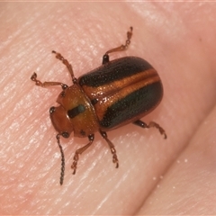 Calomela curtisi (Acacia leaf beetle) at Bungonia, NSW - 16 Nov 2024 by AlisonMilton