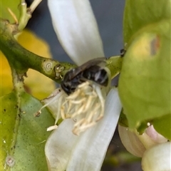 Lasioglossum (Chilalictus) sp. (genus & subgenus) (Halictid bee) at Curtin, ACT - 3 Nov 2024 by iancurtin