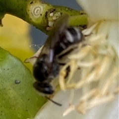 Lasioglossum (Chilalictus) sp. (genus & subgenus) at Curtin, ACT - 3 Nov 2024