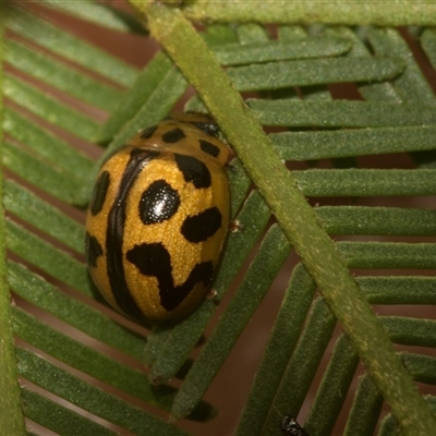 Peltoschema oceanica (Oceanica leaf beetle) at Bungonia, NSW - 17 Nov 2024 by AlisonMilton