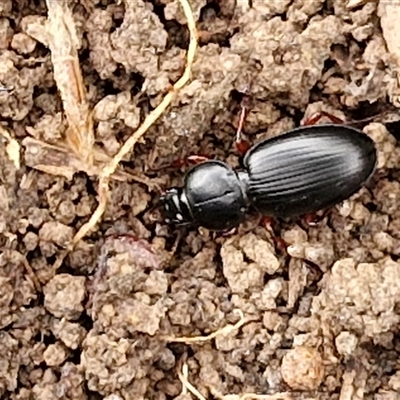 Eurylychnus sp. (genus) at Gundary, NSW - 17 Nov 2024 by trevorpreston