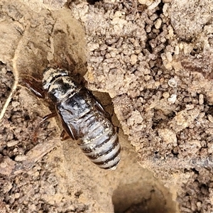 Cicadidae (family) at Gundary, NSW - 17 Nov 2024