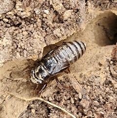 Cicadidae (family) at Gundary, NSW - 17 Nov 2024