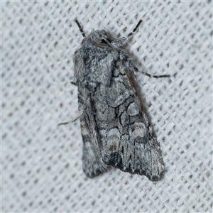 Neumichtis expulsa at Harrison, ACT - 16 Nov 2024 09:53 PM