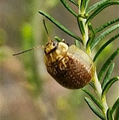 Paropsisterna cloelia (Eucalyptus variegated beetle) at Gundary, NSW - 17 Nov 2024 by trevorpreston