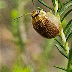 Paropsisterna cloelia at Gundary, NSW - 17 Nov 2024