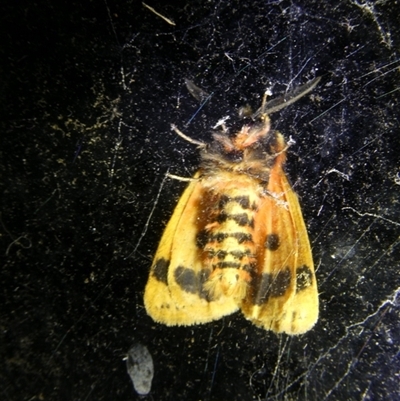 Arctiinae (subfamily) (A Tiger Moth or Woolly Bear) at Charleys Forest, NSW - 11 Nov 2024 by arjay