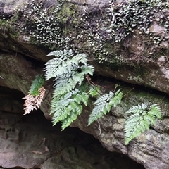 Davallia solida var. pyxidata (Hare's Foot Fern) at Twelve Mile Peg, NSW - 16 Nov 2024 by Clarel