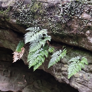 Davallia solida var. pyxidata (Hare's Foot Fern) at Twelve Mile Peg, NSW by Clarel