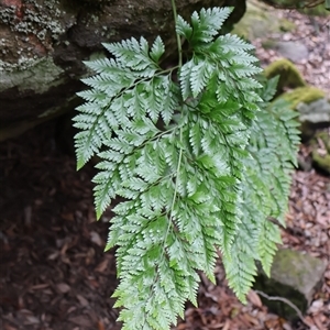 Davallia solida var. pyxidata at Twelve Mile Peg, NSW - 16 Nov 2024