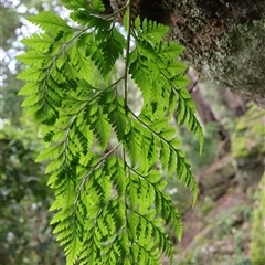 Davallia solida var. pyxidata at Twelve Mile Peg, NSW - 16 Nov 2024