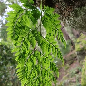 Davallia solida var. pyxidata at Twelve Mile Peg, NSW - 16 Nov 2024