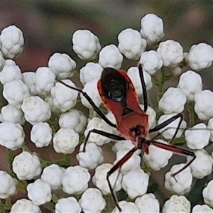 Gminatus australis at Gundary, NSW - 17 Nov 2024