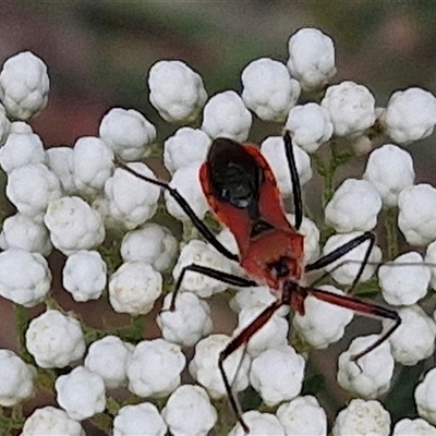 Gminatus australis (Orange assassin bug) at Gundary, NSW - 17 Nov 2024 by trevorpreston