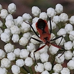 Gminatus australis at Gundary, NSW - 17 Nov 2024