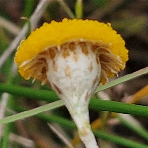 Leptorhynchos squamatus subsp. squamatus at Gundary, NSW - 17 Nov 2024