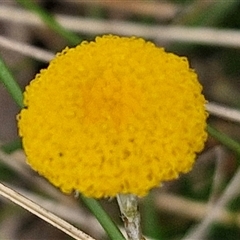 Leptorhynchos squamatus subsp. squamatus at Gundary, NSW - 17 Nov 2024