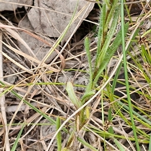 Leptorhynchos squamatus subsp. squamatus at Gundary, NSW - 17 Nov 2024