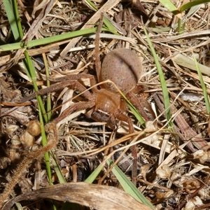 Neosparassus sp. (genus) at Charleys Forest, NSW - suppressed