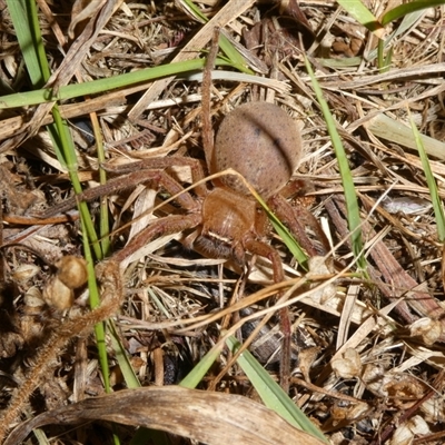 Neosparassus sp. (genus) (Badge huntsman) at Charleys Forest, NSW - 11 Nov 2024 by arjay