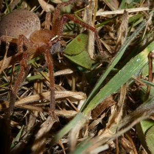 Neosparassus sp. (genus) at Charleys Forest, NSW - suppressed