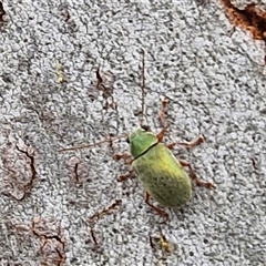 Edusella puberula (Leaf beetle) at Gundary, NSW - 17 Nov 2024 by trevorpreston