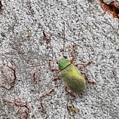 Edusella puberula (Leaf beetle) at Gundary, NSW - 17 Nov 2024 by trevorpreston